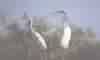 GAR�AS