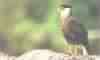 GAVI�O