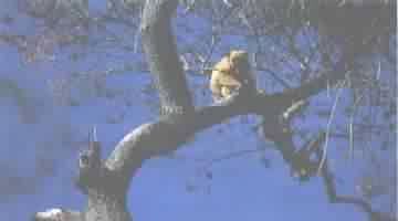 MACACO BUGIL