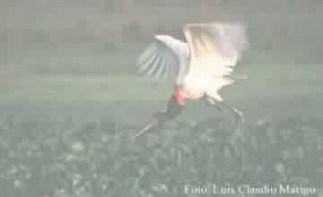 TUIUIU