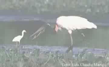 TUIUIU