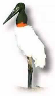TUIUIU