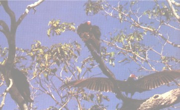 URUBU REI