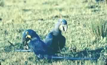ARARAS