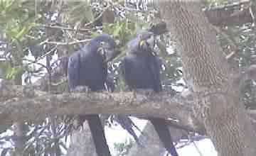 ARARAS