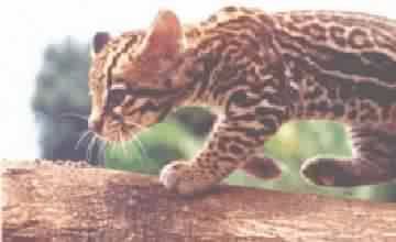 JAGUATIRICA