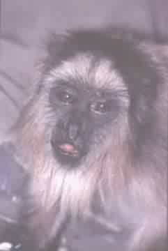 MACACO
