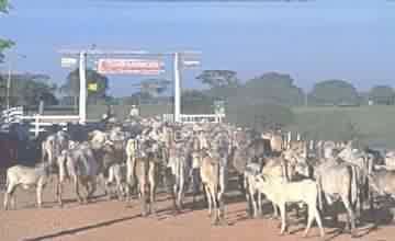 BOIADA - COMITIVA