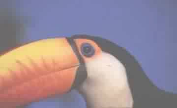 TUCANO