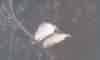 GAR�AS