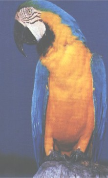 ARARA