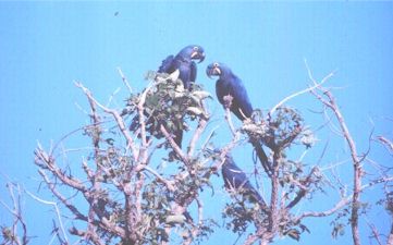 ARARA AZUL