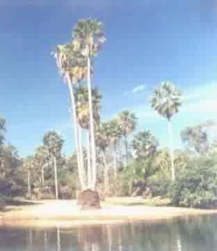 CARANDA
