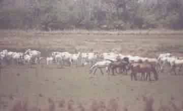 GADO - CAVALOS