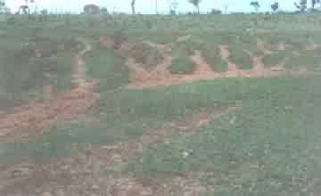 IMPACTO