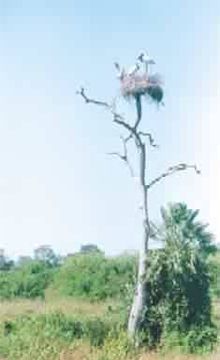 NINHO DE TUIUIU