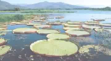 VITORIA REGIA
