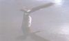 BIU�