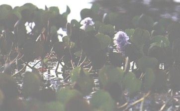 CAMALOTE