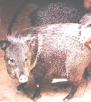 CATETOS