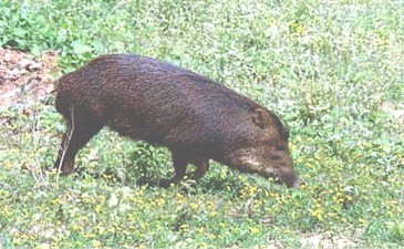 QUEIXADA