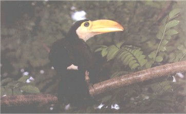 FILHOTE - TUCANO