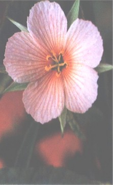 FLOR DO CAMPO