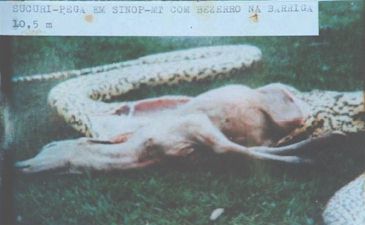 BEZERRO NA BARRIGA DA JIBOIA - SUCURI