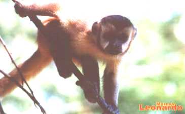 MACACO