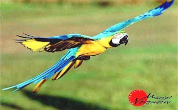 ARARA