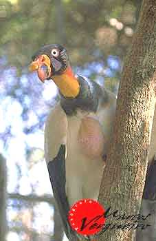 URUBU REI
