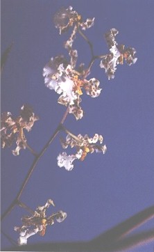 ORQUIDEA