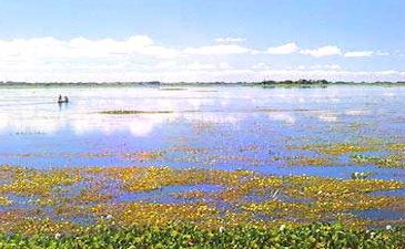  PANTANAL -  ALAGADOS