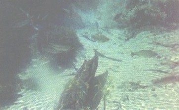 BONITO - PEIXES