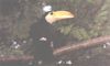 FILHOTE DE TUCANO