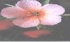FLOR DO CAMPO