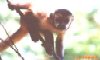 MACACO