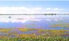 PANTANAL - ALAGADOS