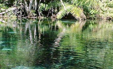 AQUARIO NATURAL BA�A BONITA - BONITO
