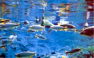 AQUARIO NATURAL BA�A BONITA - BONITO