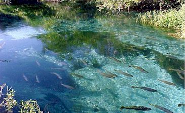 PARQUE DAS CACHOEIRAS - BONITO
