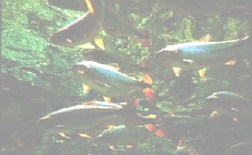 PEIXES - PIRAPUTANGA