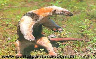 FILHOTE DE TAMANDUA