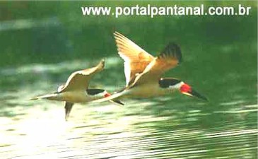 AVES DO PANTANAL