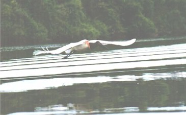 TUIUIU