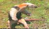 FILHOTE DE TAMANDUA