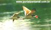 AVES DO PANTANAL