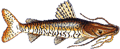 CACHARA