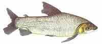 CORIMBAT�