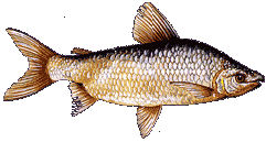 CORIMBAT�